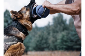 Dog Accessories