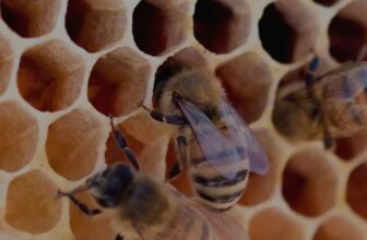 Why are Beeswax Candles Better for Your Home? A Complete Guide