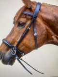 Some well-known Horse breeds across different categories and regions.