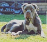 Gain Details About Large Dog Breeds List A-Z