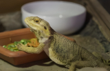 What Is The Proper Feeding For a Bearded Dragon: A Nutritional Health and Happiness