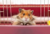 Understanding Your Hamster’s Teeth