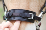 What do you know about your horse behaviour and Psychology?