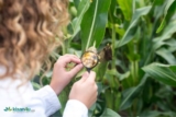 Nurturing Nutrient Balance: How to Recognize and Resolve Plant Deficiencies