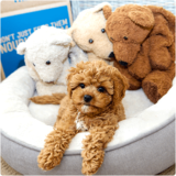 IS WIRELESS DOG FENCE A BETTER OPTION FOR DOGS?