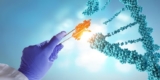 Why Protein A Antibody Purification Matters in Therapeutics