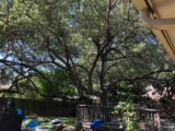 The Essential Guide To Tree Cutting Service