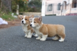 Giống chó Pembroke Welsh Corgi: Thông tin từ A đến Z