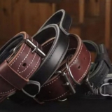 7 Types of Dog Collars
