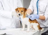 Choosing the Best Veterinarian in Winnipeg: A Comprehensive Guide