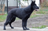 10 HEROIC And Courageous Protective DOGS